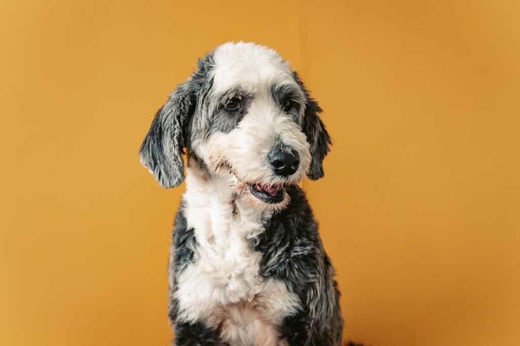 Old english sheepdog