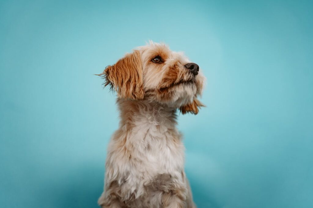 cockapoo