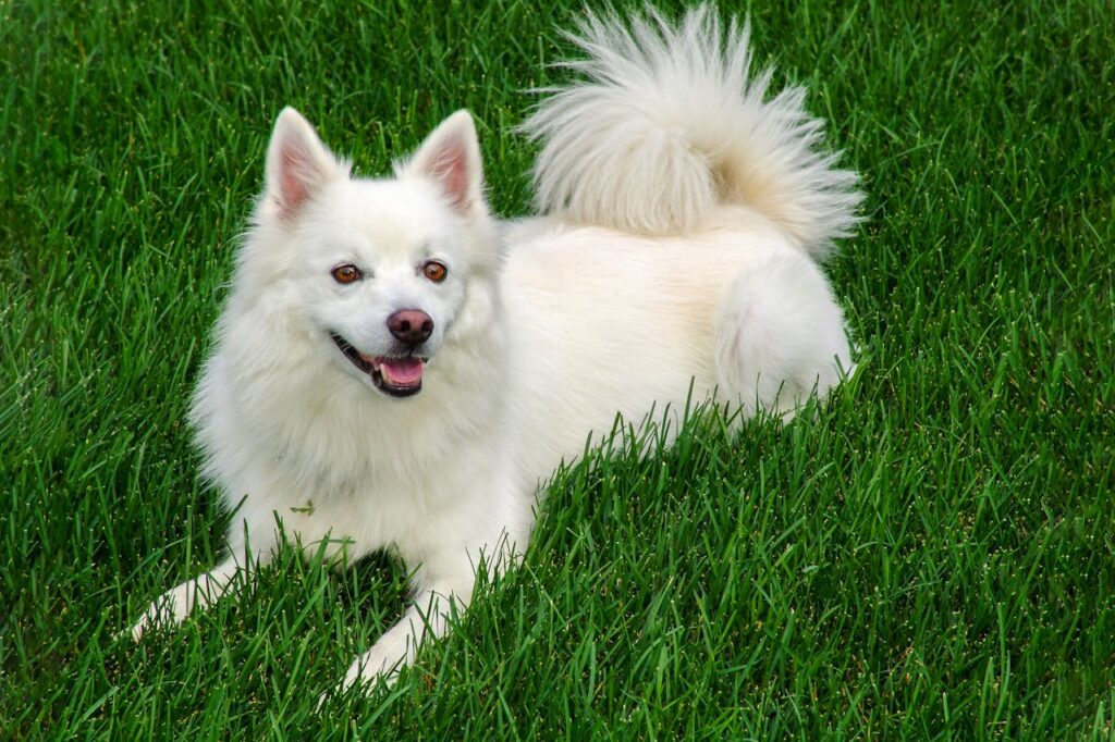 small eskimo dog