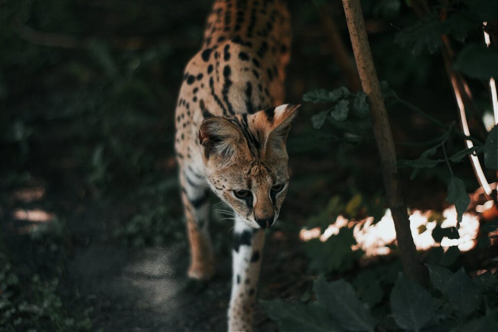 serval