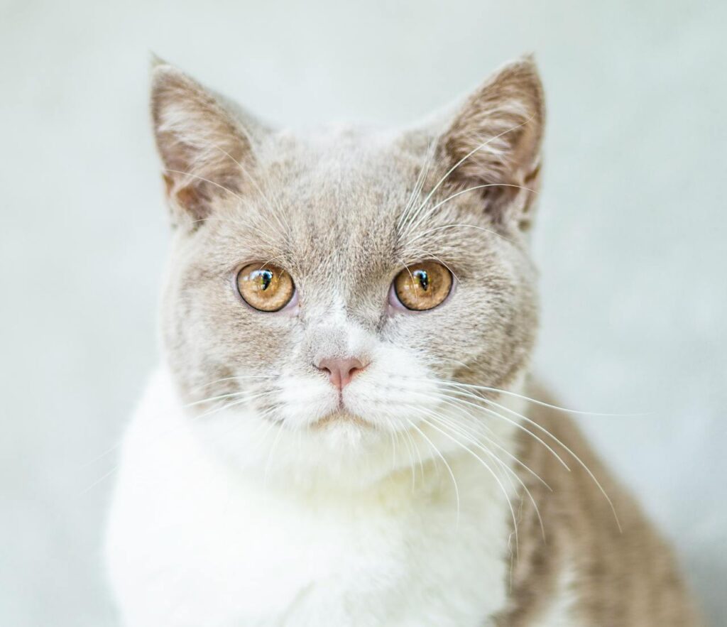 british short hair cat