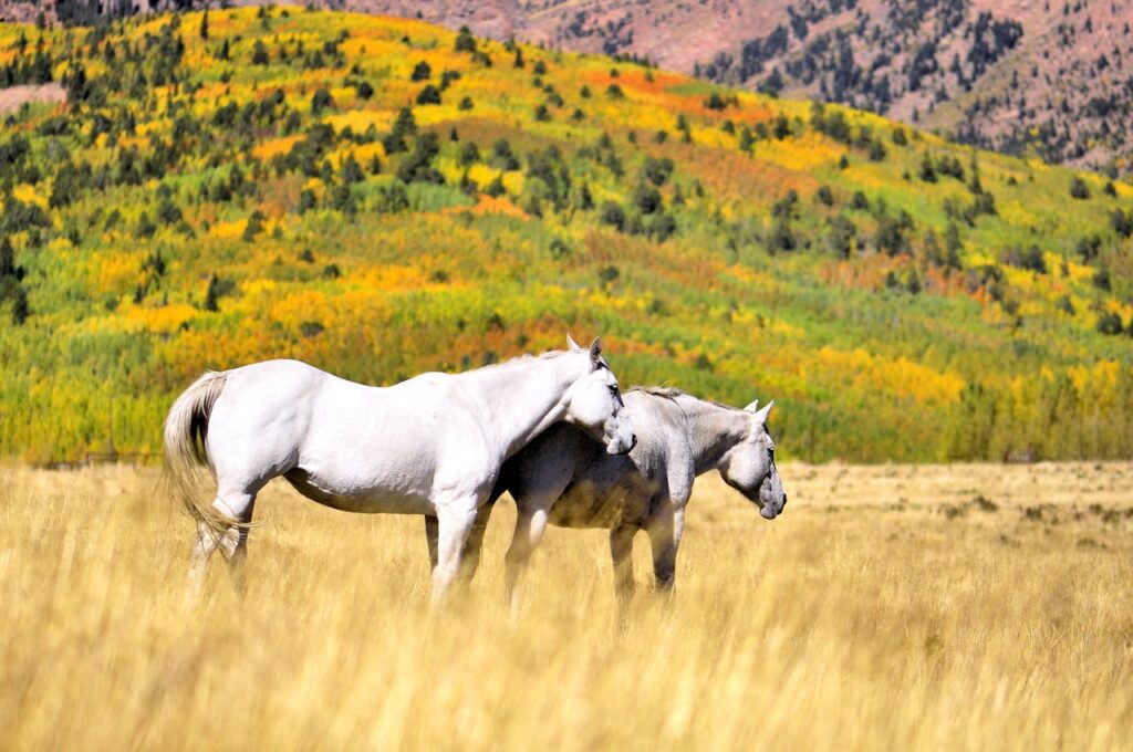 White horses grazing in Colorado greenfield