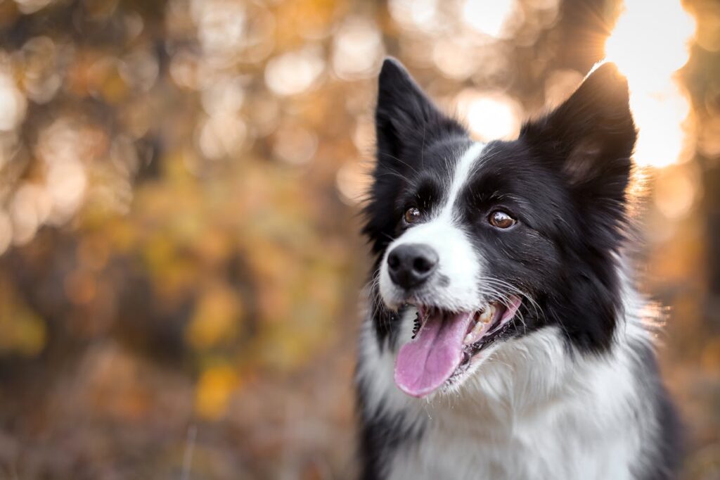 Close up shot of a dog