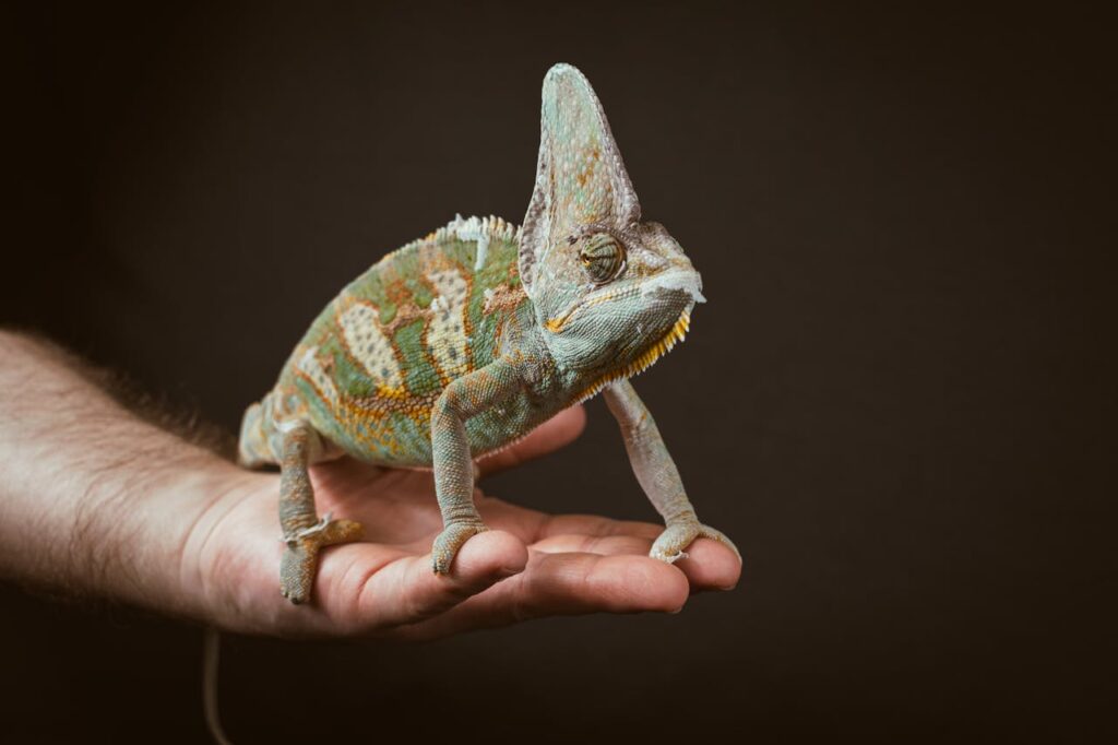 Veiled Chameleon