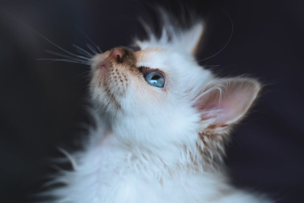 birman cat