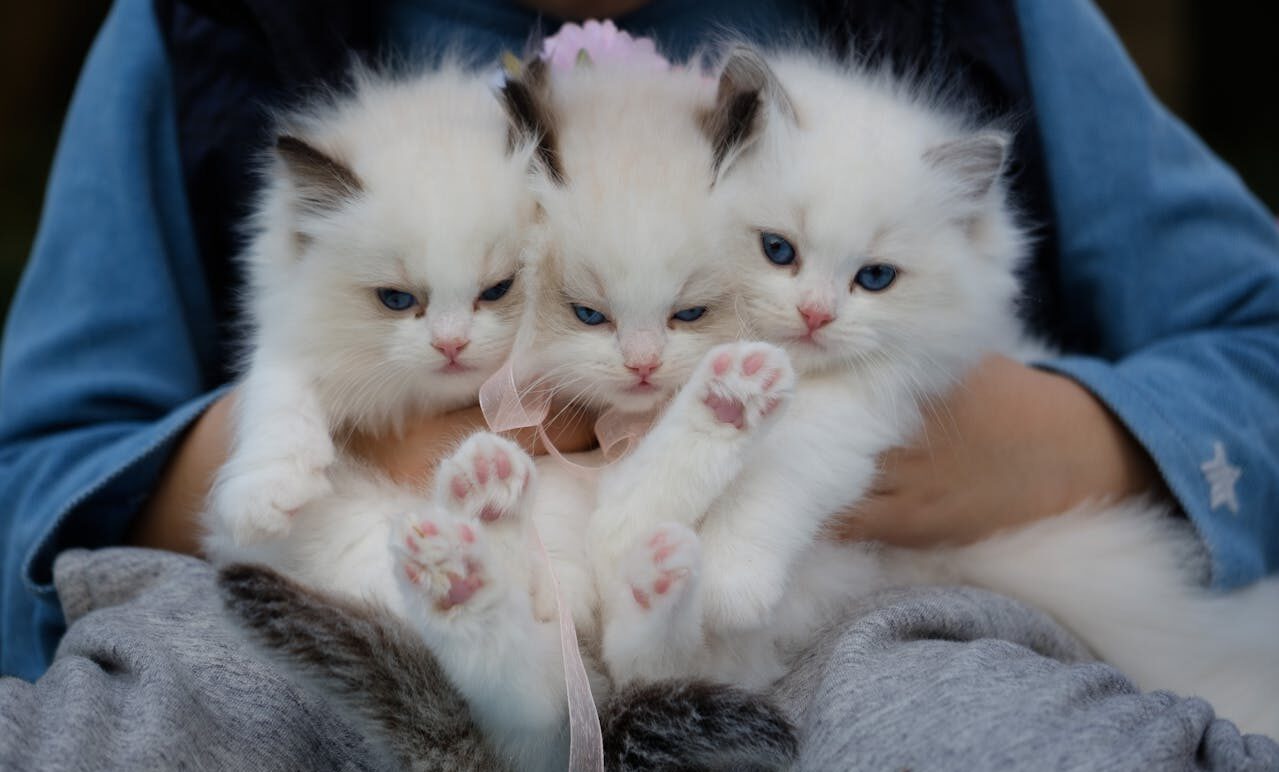 ragdoll kttens