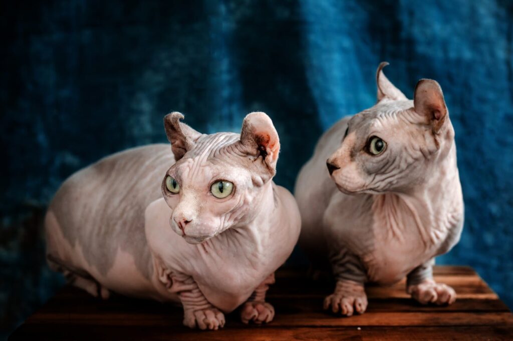 Close-up of two sphynx cats