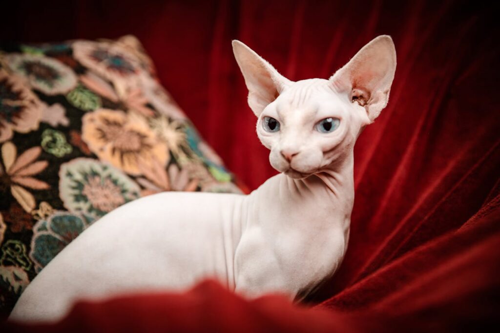 Unique Sphynx cat sitting