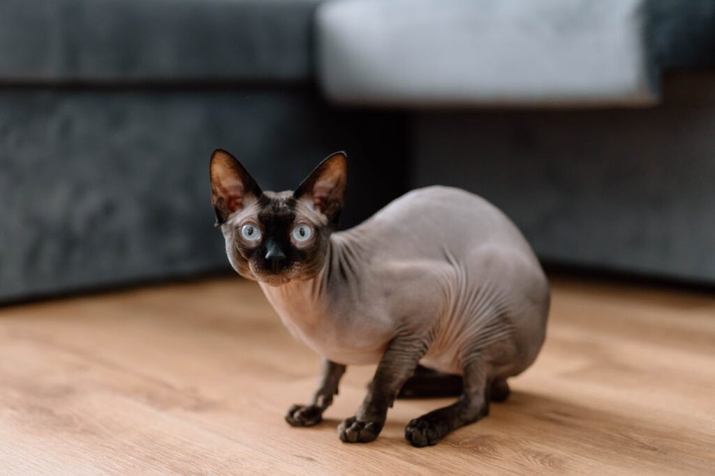 sphynx cat