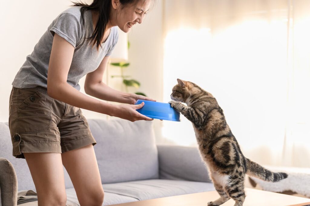 cat eating