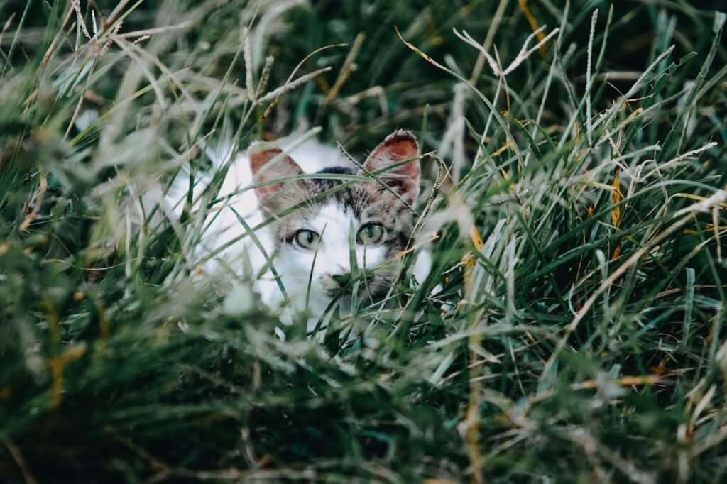 cat hiding in grass