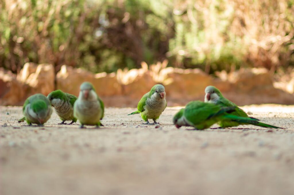 A flock of monk parrots