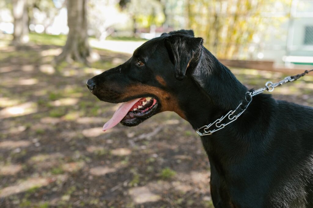 Close-up of a black dog's head in a park setting.