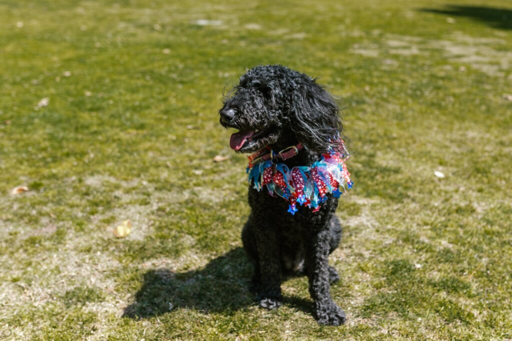 black poodle