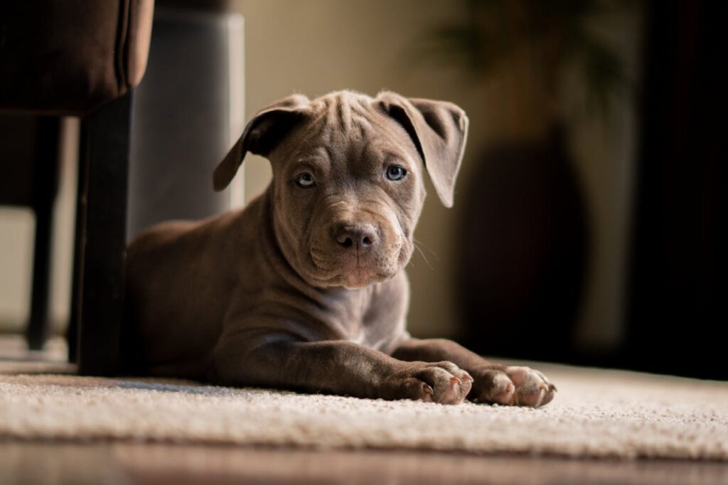 PITBULL PUP