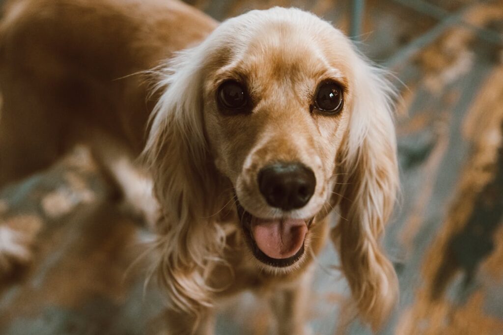 Cocker Spaniel
