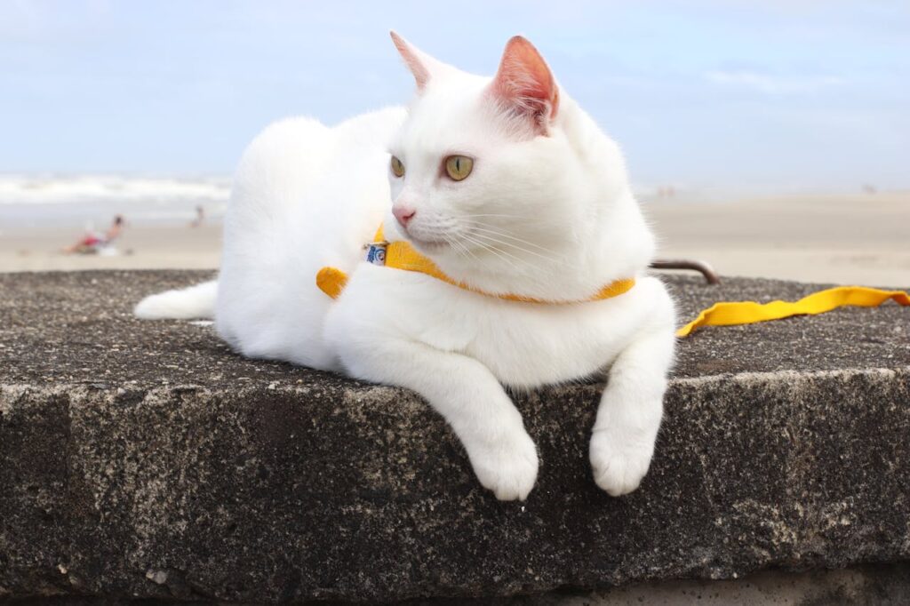 white cat with a yellow leash