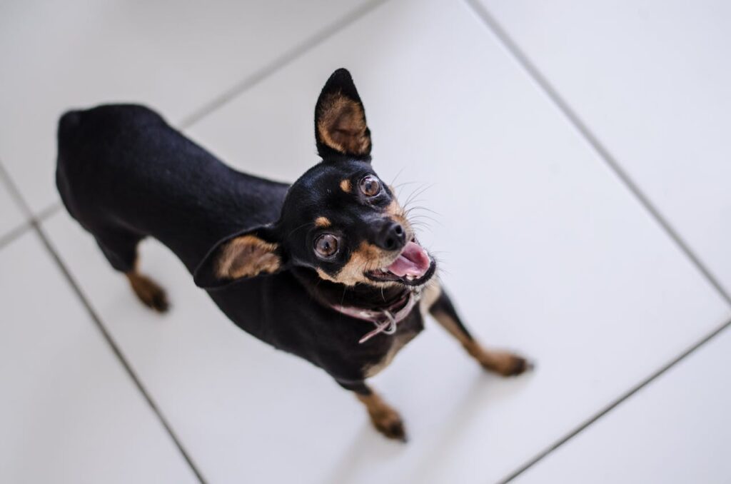 black tan puppy