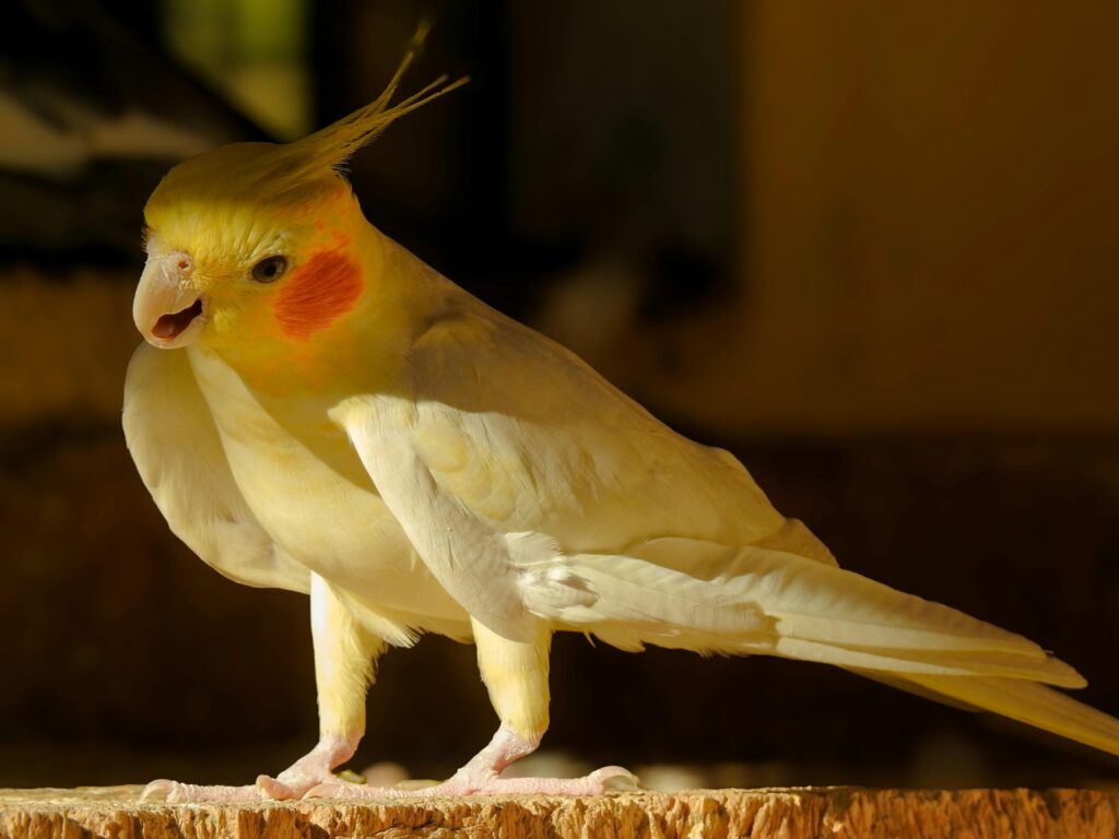 A happy cockatiel