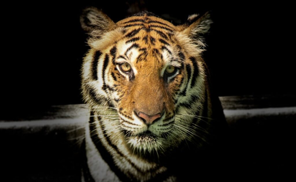 tiger