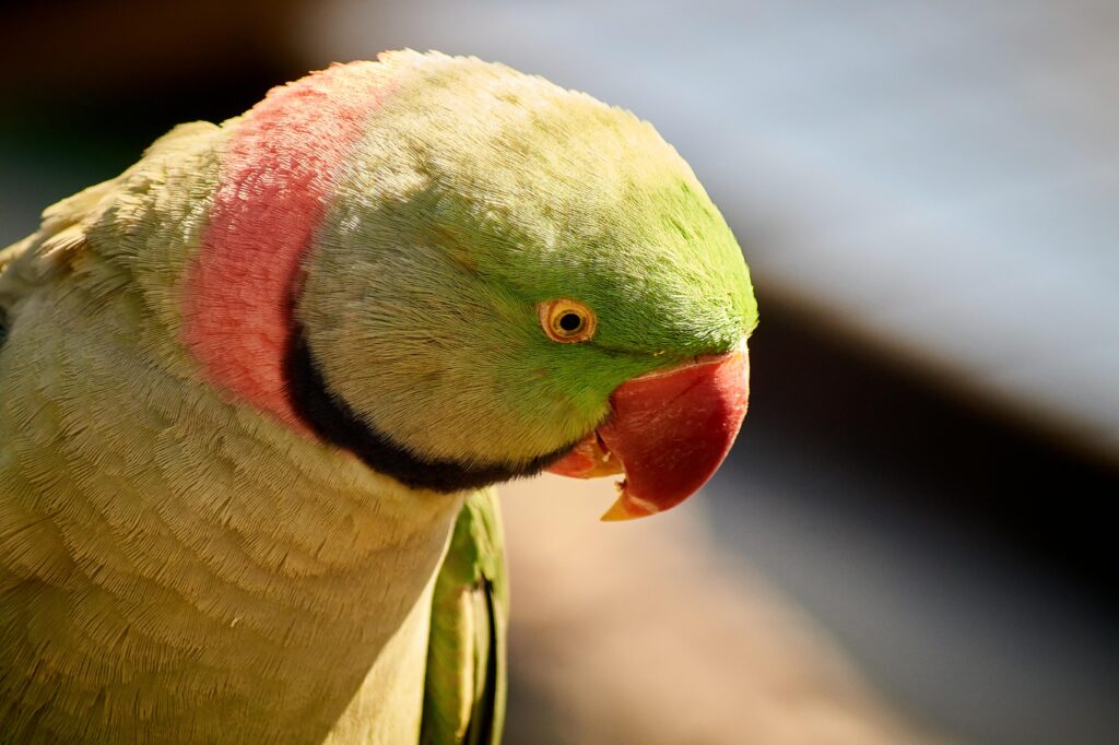 A beautiful green parakeet bird