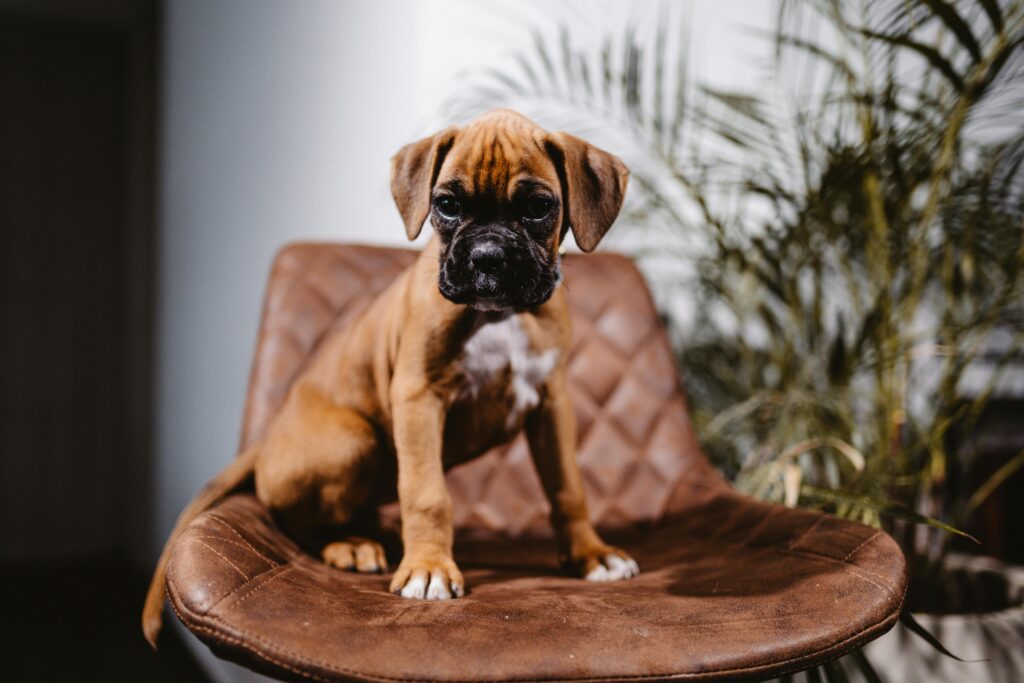 boxer puppy