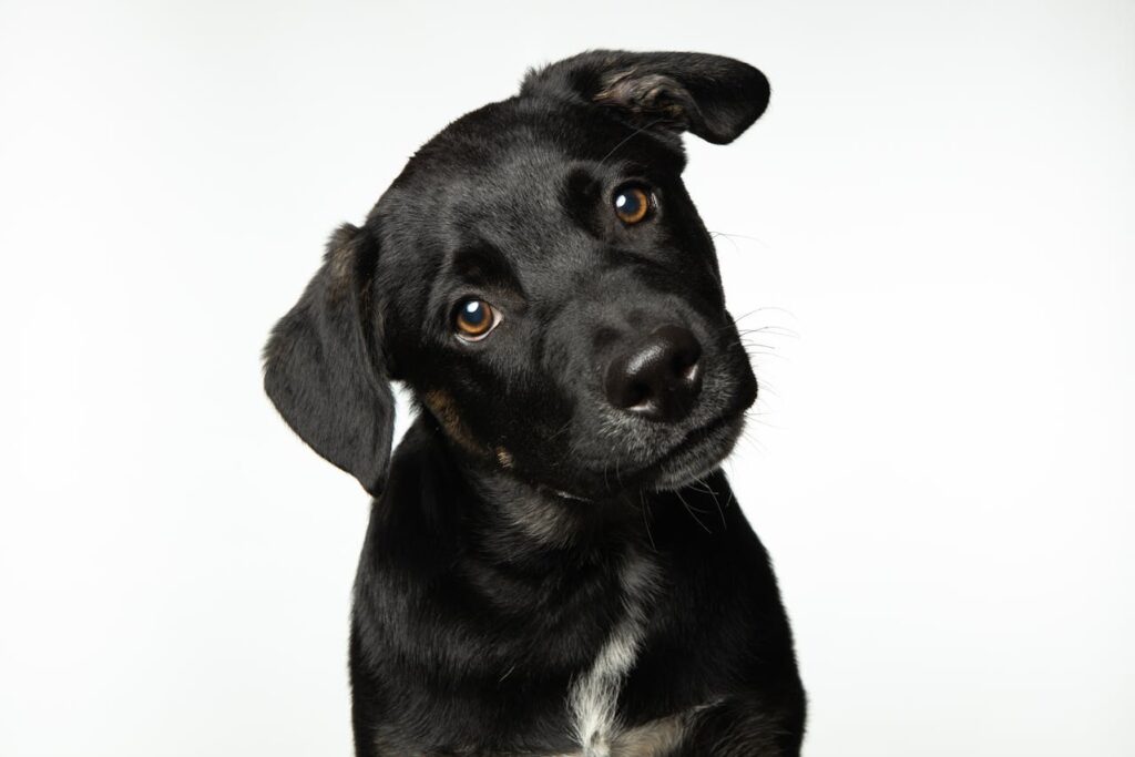 black puppy
