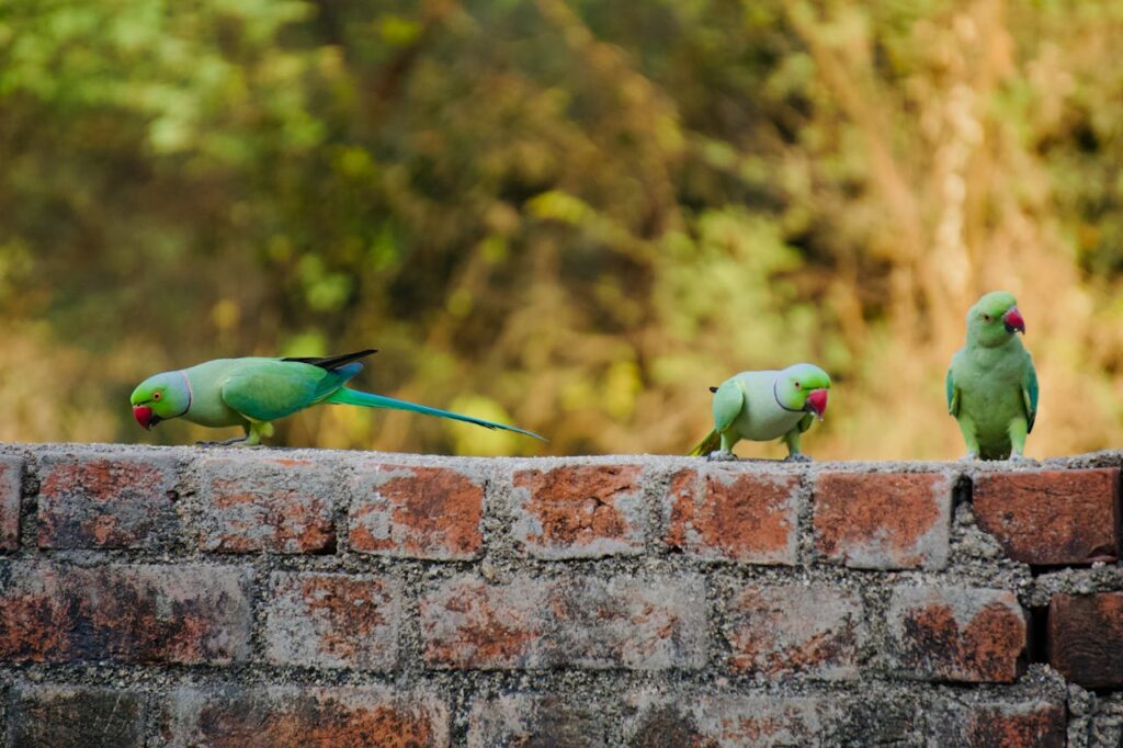 A group of green parrots