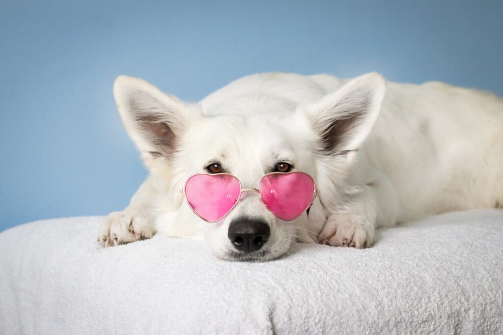 white cut dog