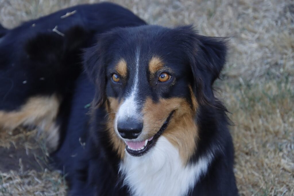 australian shepherd