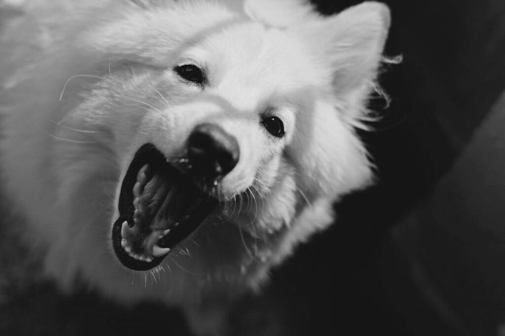 dog with teeth out