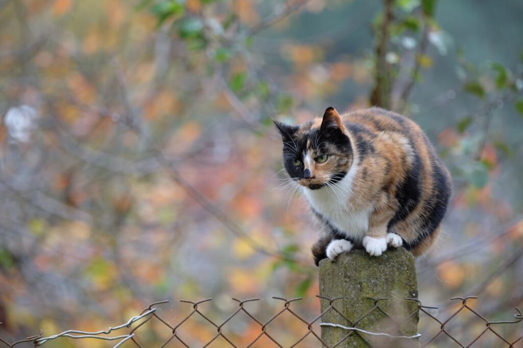 calico cat