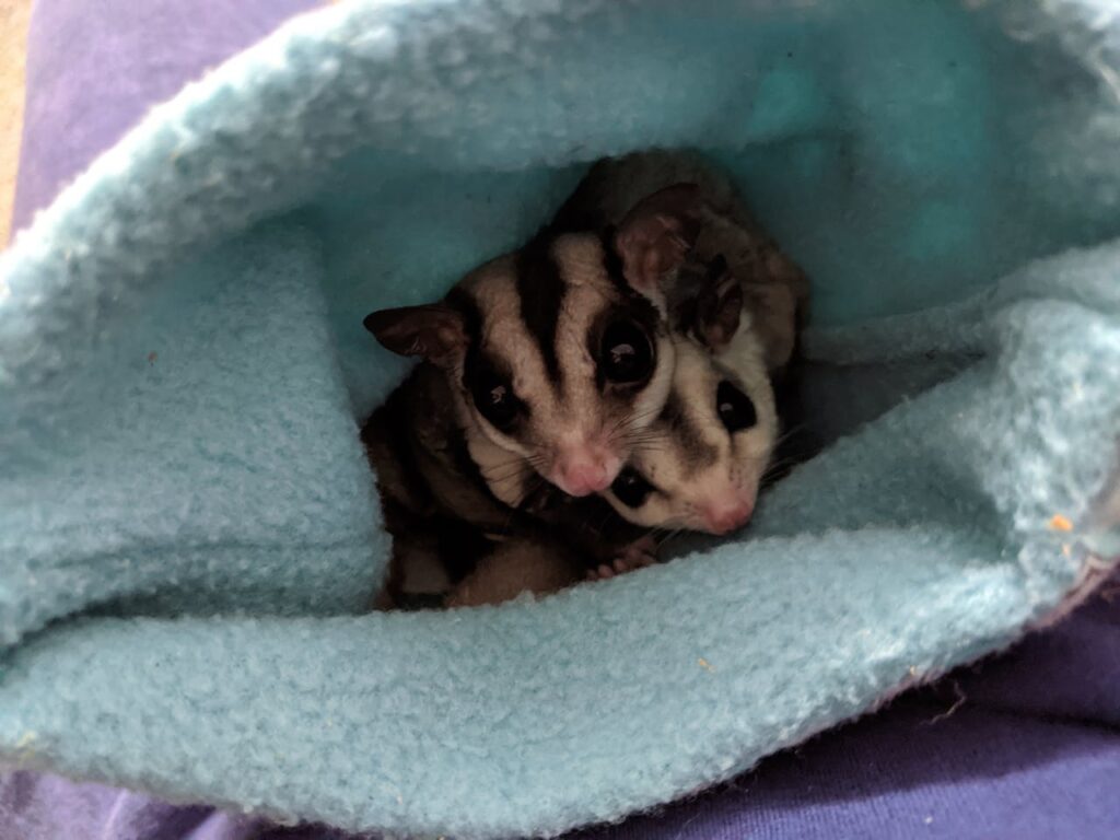sugar gliders
