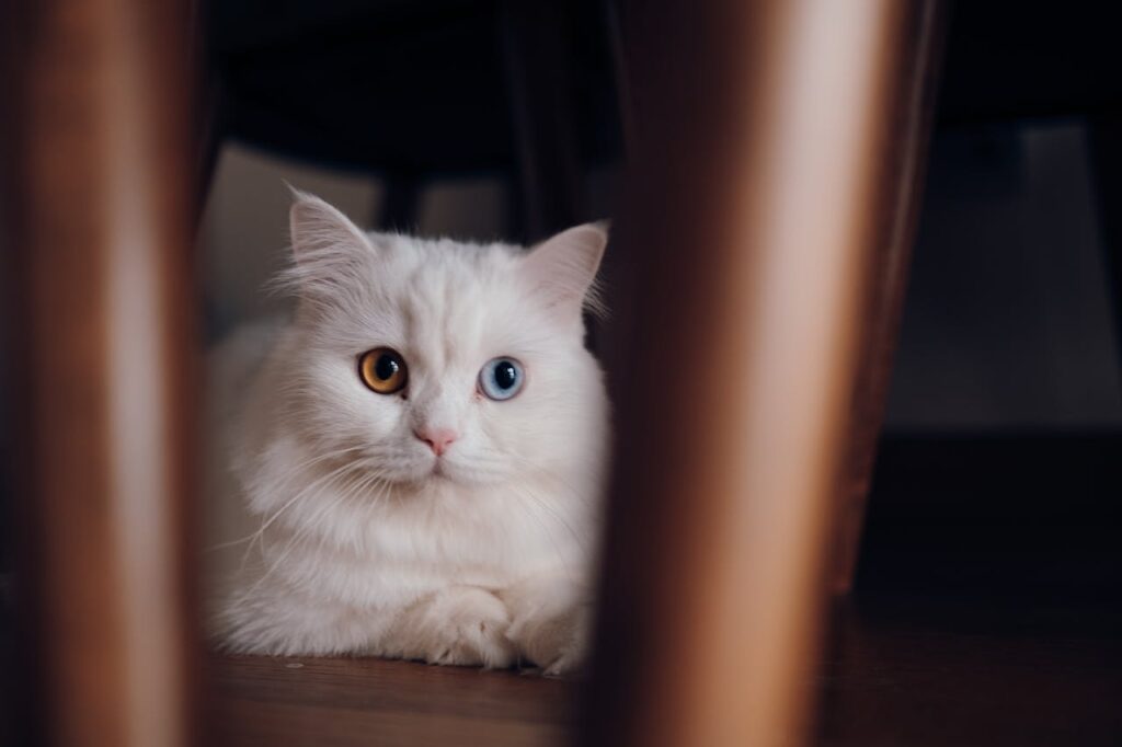 Chinchilla cat