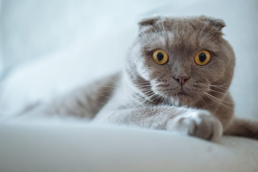 scottish fold