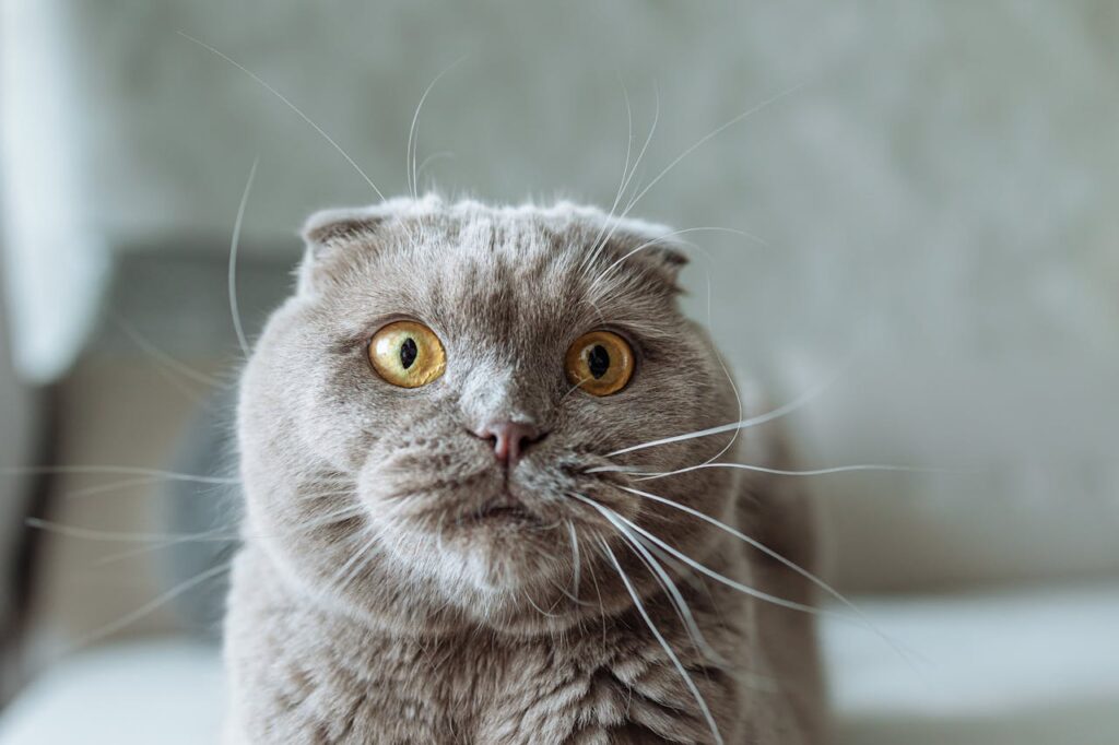 scottish fold