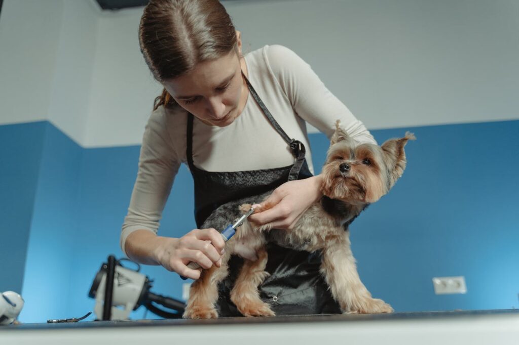 A tiny dog getting groomed