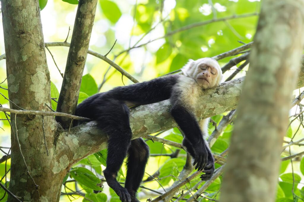 capuchin monkey