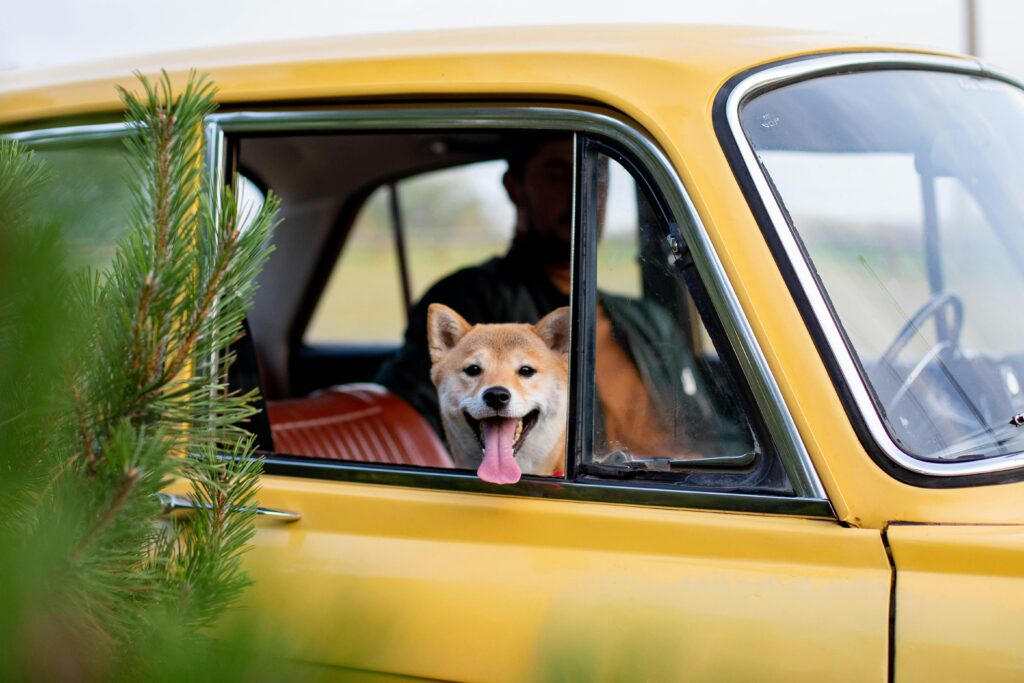 A happy Shiba Inu dog