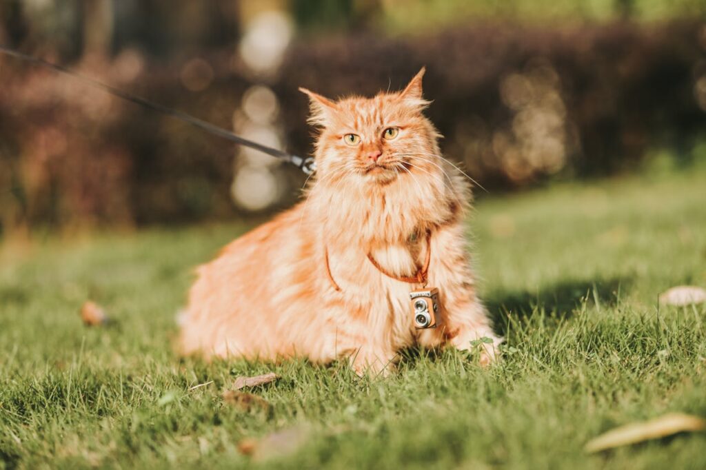 maine coon leash