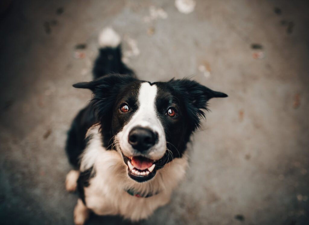 border collie