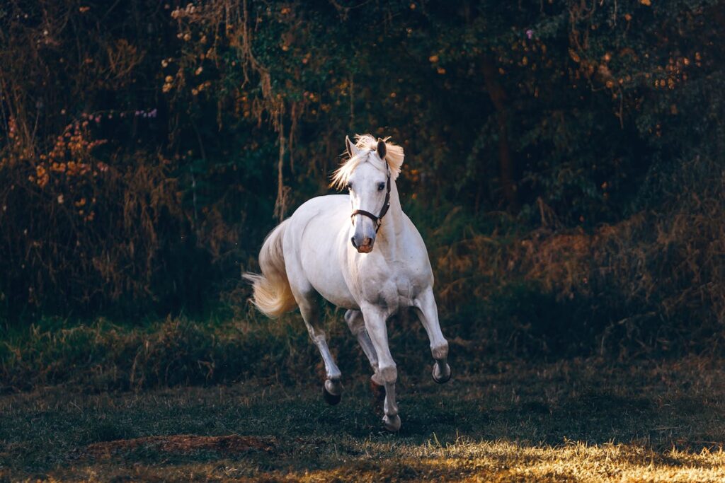 white horse