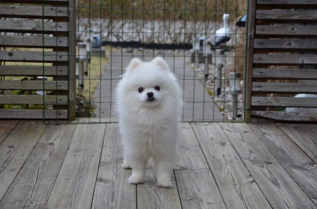 pomeranian