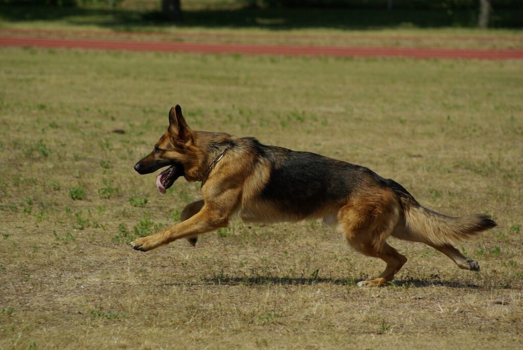 German Shepherd on the run