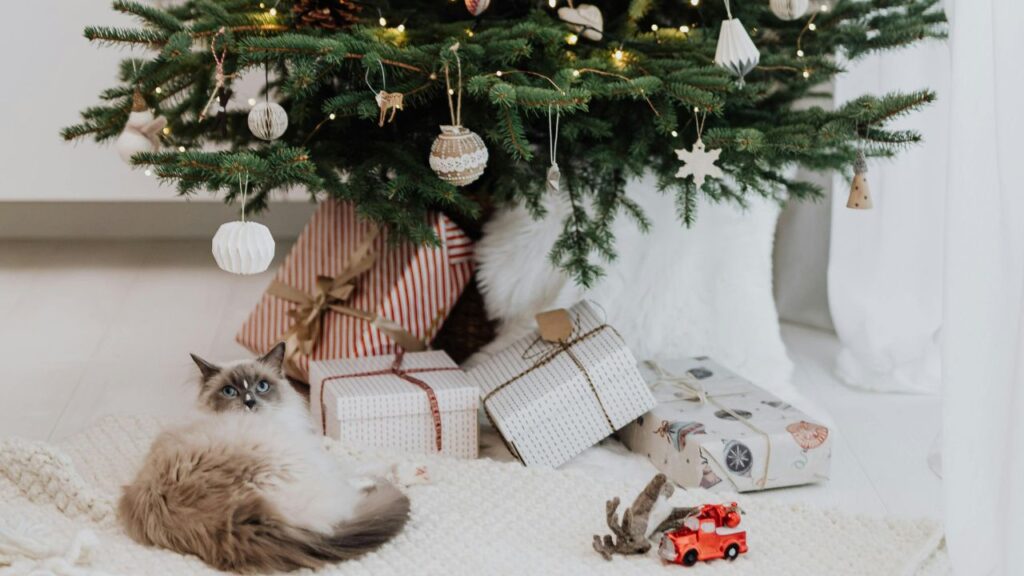 cat with holiday christmas decor