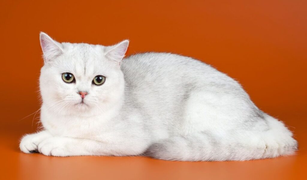 Cat with orange background