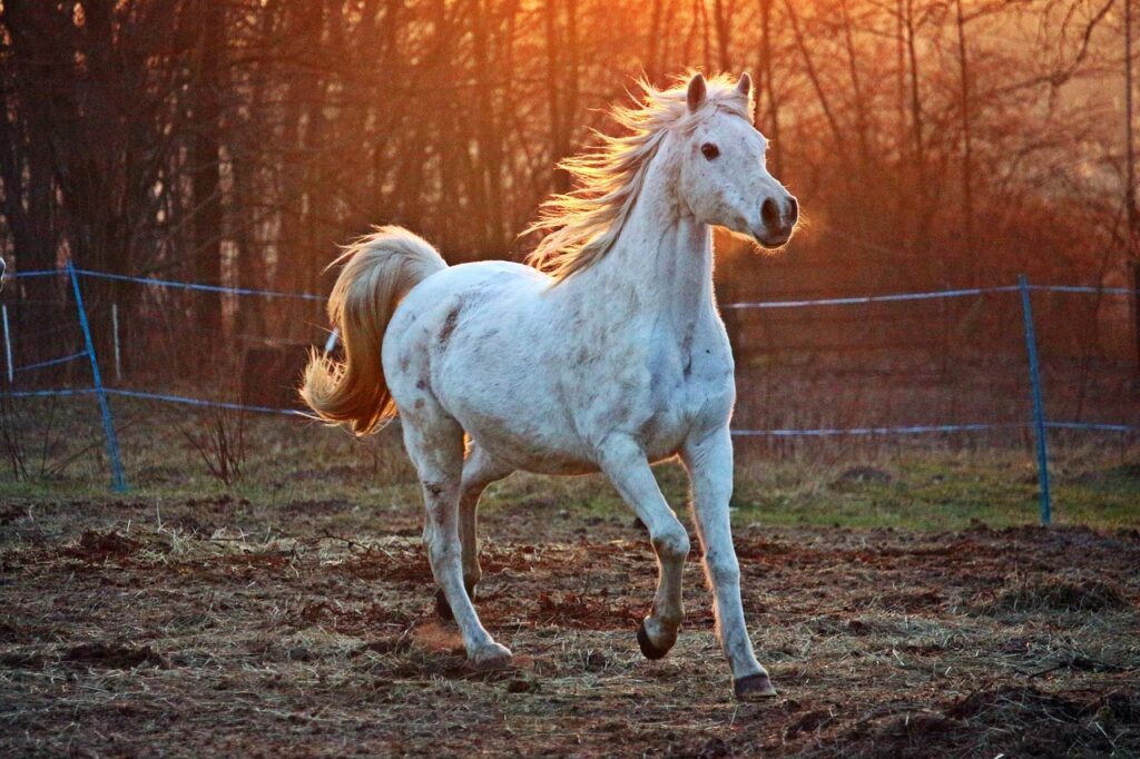 Arabian Horse galloping