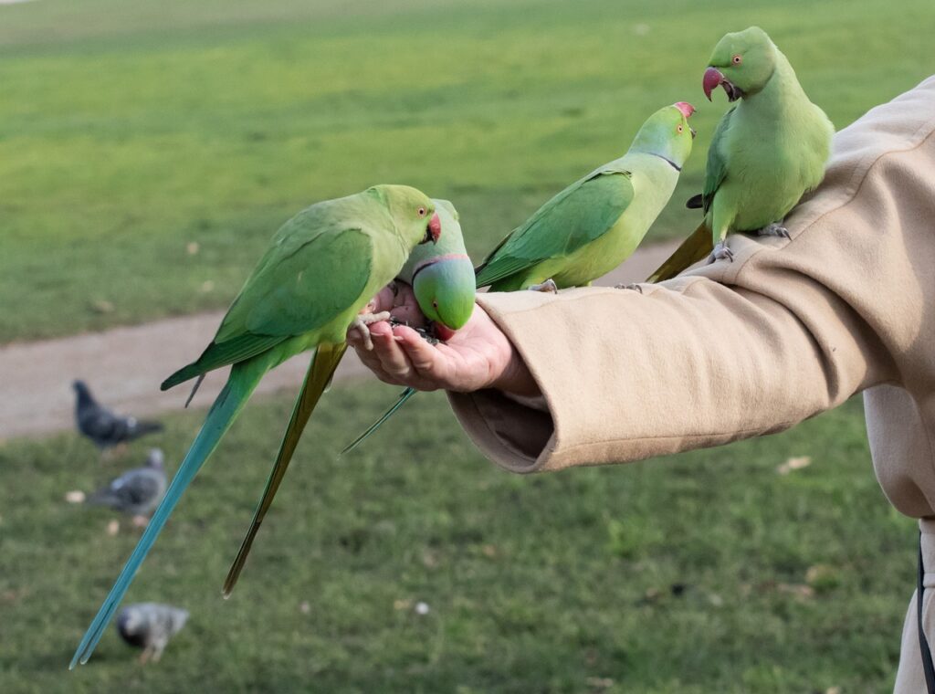 A group of parrots on a man's hand