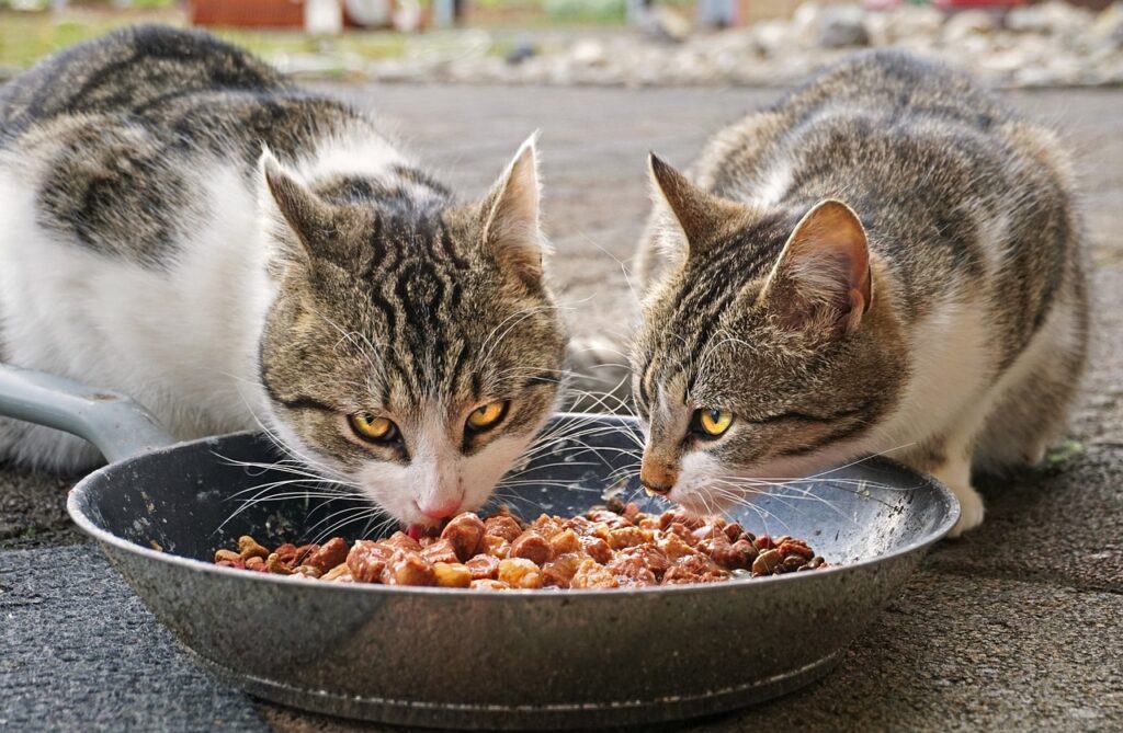 Cats eating food