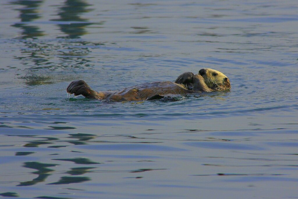 A Sea Otter